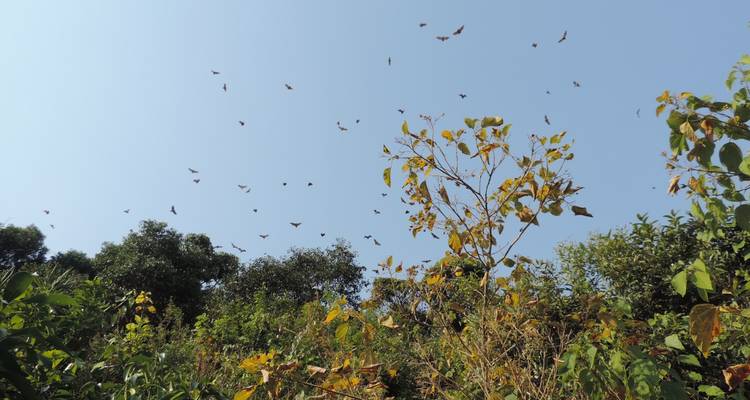 5 días de excursión a los gorilas en Uganda con salida desde Ruanda - New Horizon Africa Safaris 3