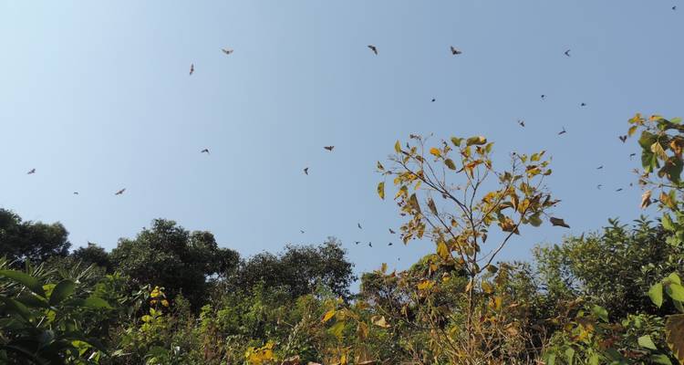 5 días de excursión a los gorilas en Uganda con salida desde Ruanda - New Horizon Africa Safaris 1