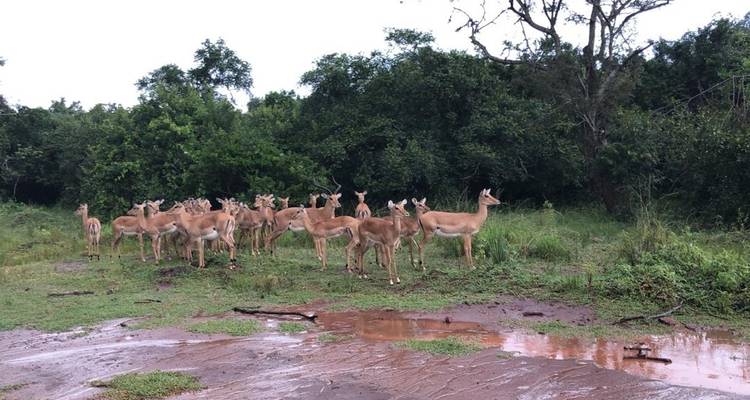 5 días de excursión a los gorilas en Uganda con salida desde Ruanda - New Horizon Africa Safaris 10