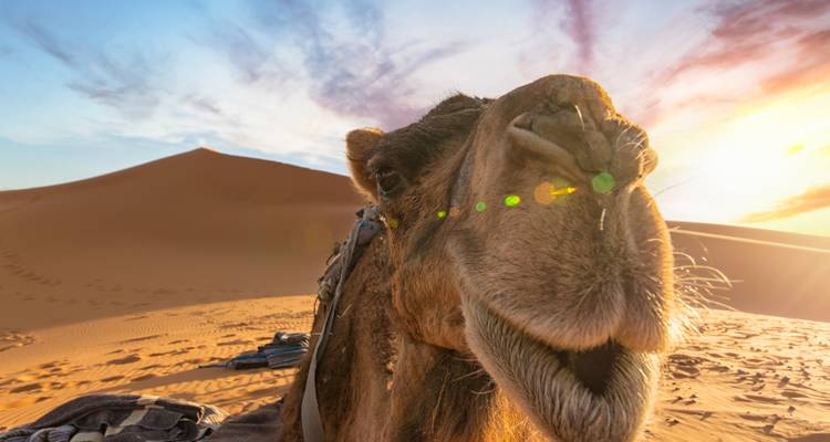 Nahaufnahme eines Kamels in der Wüste bei Sonnenuntergang.