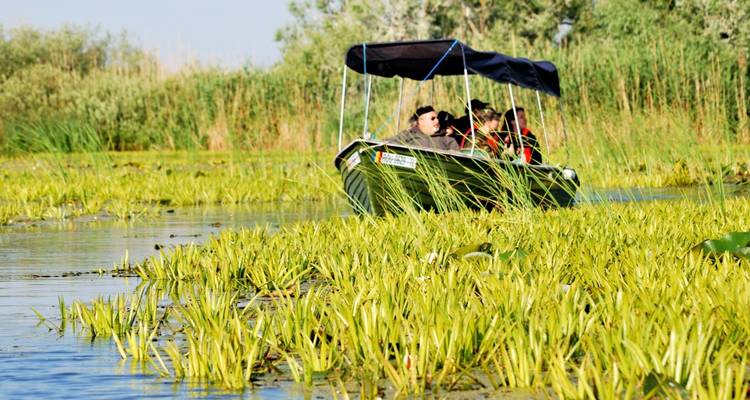 Observation des oiseaux en Roumanie - une expérience dans le delta du Danube - Bunica Maria 1