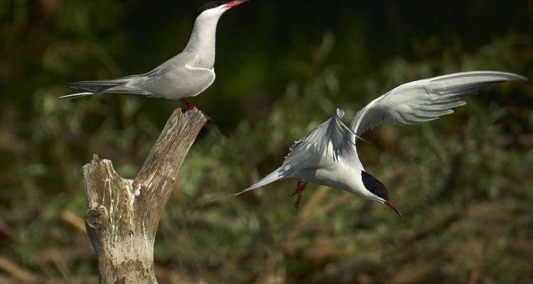 Observation des oiseaux en Roumanie - une expérience dans le delta du Danube - Bunica Maria 4