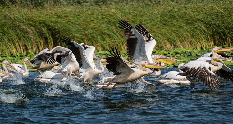 Observation des oiseaux en Roumanie - une expérience dans le delta du Danube - Bunica Maria 2