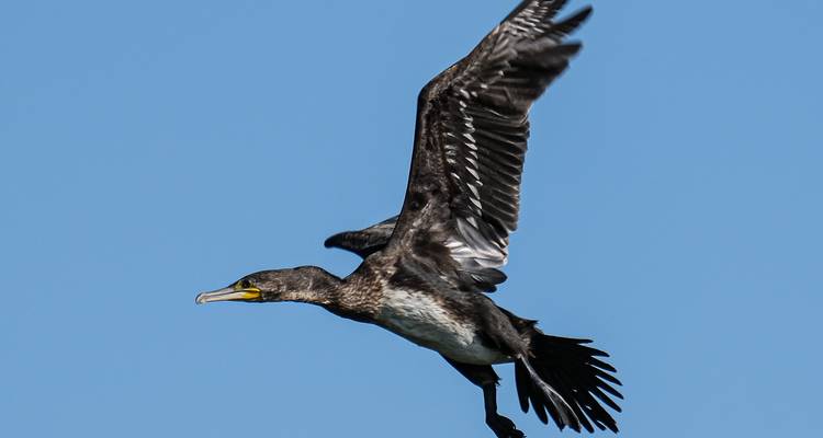 Observation des oiseaux en Roumanie - une expérience dans le delta du Danube - Bunica Maria 6