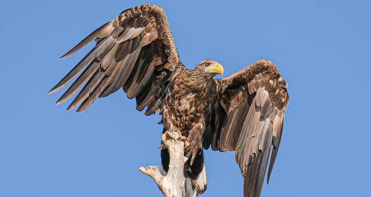Observation des oiseaux en Roumanie - une expérience dans le delta du Danube - Bunica Maria 7