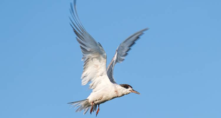 Observation des oiseaux en Roumanie - une expérience dans le delta du Danube - Bunica Maria 8