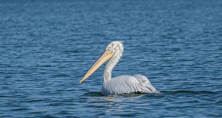 Observation des oiseaux en Roumanie - une expérience dans le delta du Danube - Bunica Maria 9