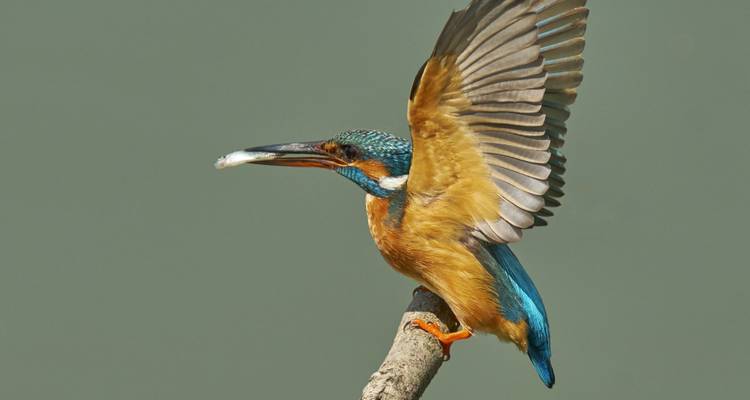 Observation des oiseaux en Roumanie - une expérience dans le delta du Danube - Bunica Maria 3