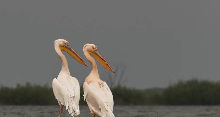 Observation des oiseaux dans le delta du Danube - Bunica Maria 1