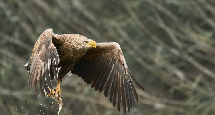Observation des oiseaux dans le delta du Danube - Bunica Maria 2