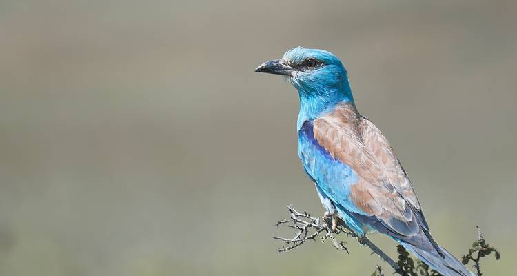 Observation des oiseaux dans le delta du Danube - Bunica Maria 3