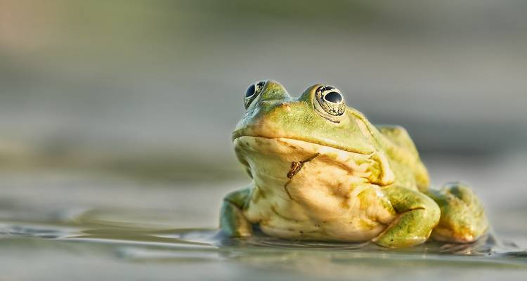 Observation des oiseaux dans le delta du Danube - Bunica Maria 4