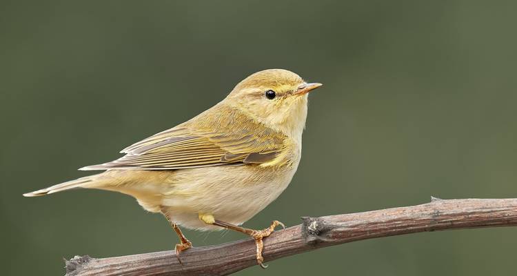 Observation des oiseaux dans le delta du Danube - Bunica Maria 6