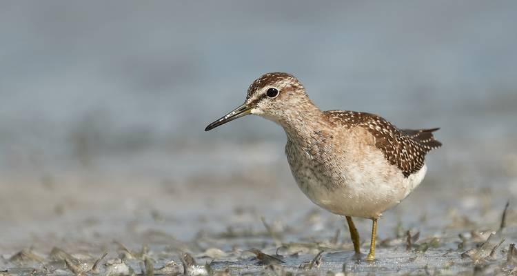 Observation des oiseaux dans le delta du Danube - Bunica Maria 7