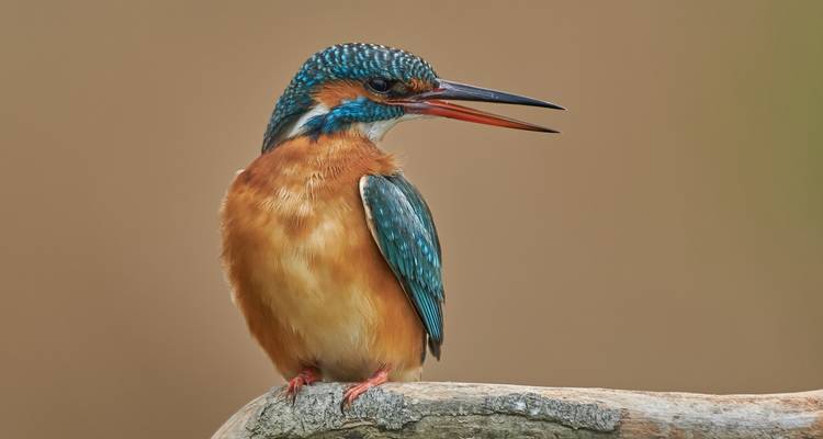 Observation des oiseaux dans le delta du Danube - Bunica Maria 8