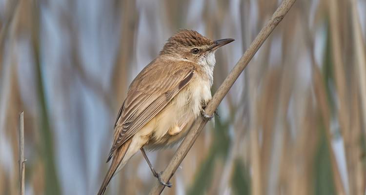 Observation des oiseaux dans le delta du Danube - Bunica Maria 10