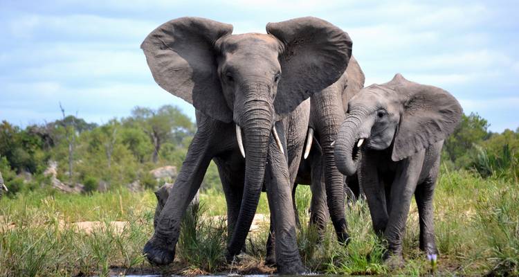 Safari definitivo a los 5 grandes del parque Kruger - Endless Summer Tours 4