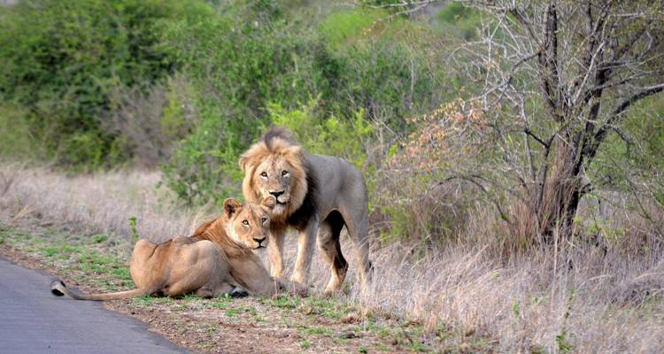 Safari definitivo a los 5 grandes del parque Kruger - Endless Summer Tours 2