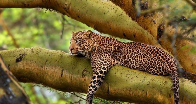 Safari de 6 días en Camping en Grupo por Tanzania -Tarangire, Lago Manyara, Serengeti y Ngorongoro - Tanzania Horizon Safaris 4