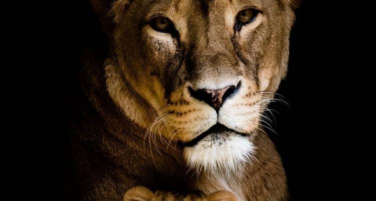 Safari de 6 días en Camping en Grupo por Tanzania -Tarangire, Lago Manyara, Serengeti y Ngorongoro - Tanzania Horizon Safaris 6