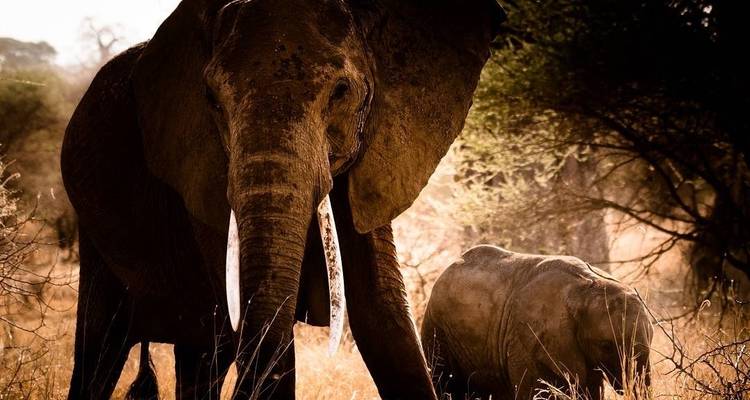 Safari de 6 días en Camping en Grupo por Tanzania -Tarangire, Lago Manyara, Serengeti y Ngorongoro - Tanzania Horizon Safaris 8