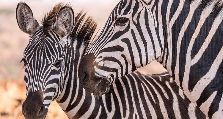 Safari de 6 días en Camping en Grupo por Tanzania -Tarangire, Lago Manyara, Serengeti y Ngorongoro - Tanzania Horizon Safaris 7