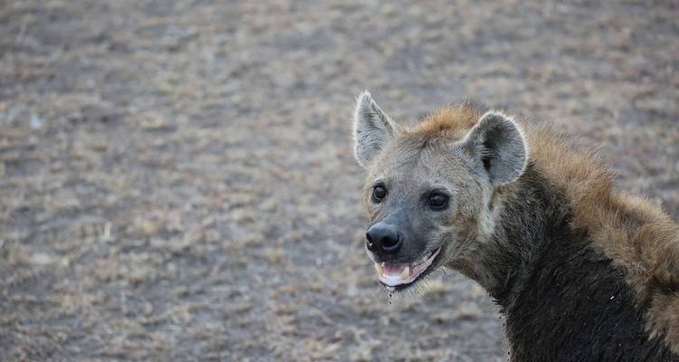 Explorez la Tanzanie Big 5 - 10 jours de safari - Jeep Safaris and Tours 8