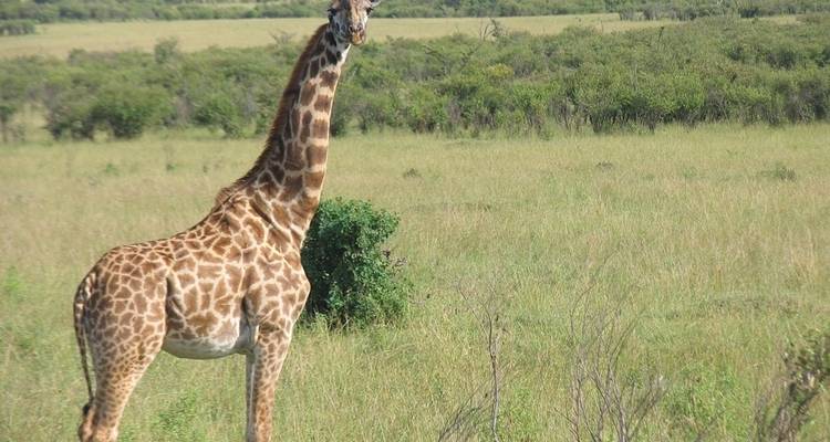 Explorez la Tanzanie Big 5 - 10 jours de safari - Jeep Safaris and Tours 4