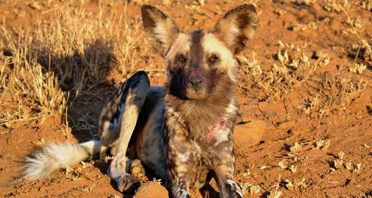 Hluhluwe- iMfolozi Big 5 et safari dans les zones humides de Sainte- Lucie - Endless Summer Tours 4