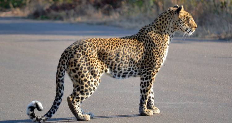 Hluhluwe- iMfolozi Big 5 et safari dans les zones humides de Sainte- Lucie - Endless Summer Tours 2