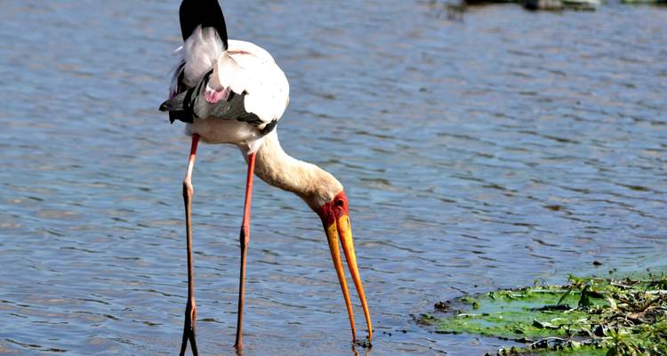 Hluhluwe- iMfolozi Big 5 et safari dans les zones humides de Sainte- Lucie - Endless Summer Tours 3