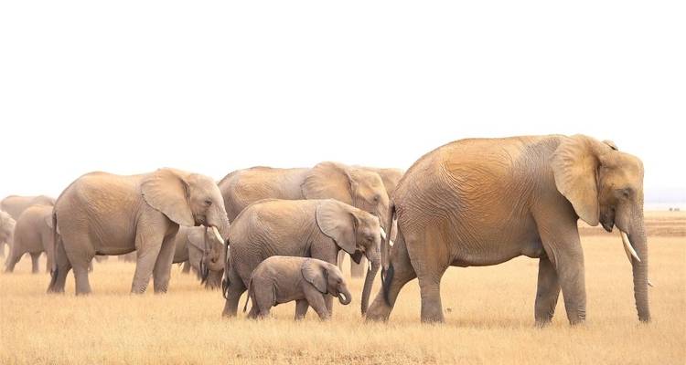 Tanzania and Kenya Safari Combined - 12 Days - Jeep Safaris and Tours 7