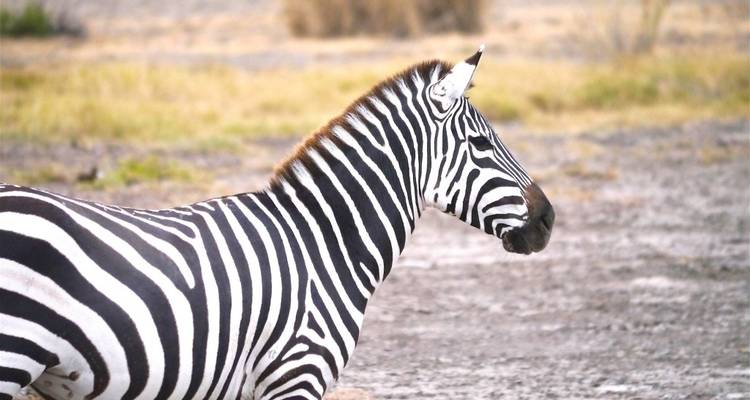 Tanzania and Kenya Safari Combined - 12 Days - Jeep Safaris and Tours 6
