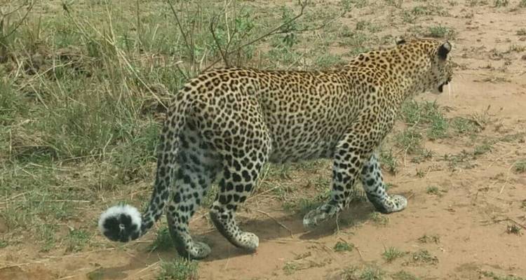 Tanzania and Kenya Safari Combined - 12 Days - Jeep Safaris and Tours 3