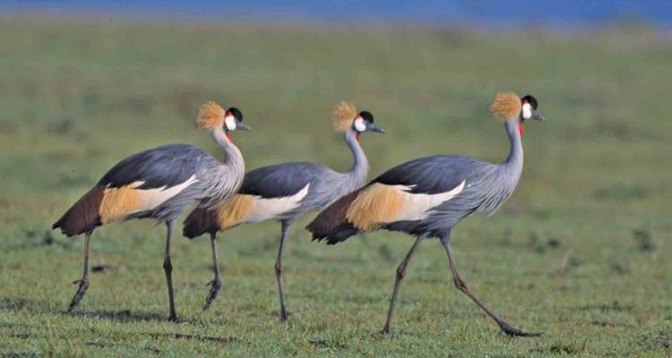 Tanzania and Kenya Safari Combined - 12 Days - Jeep Safaris and Tours 8