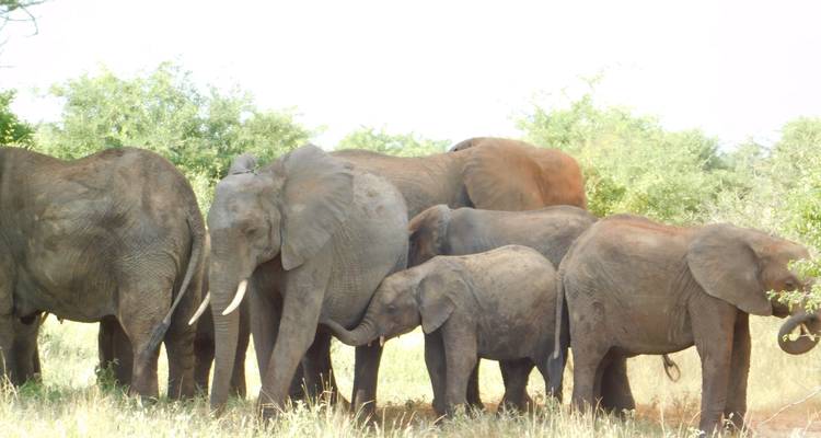 A herd of elephants in a grassy field.
