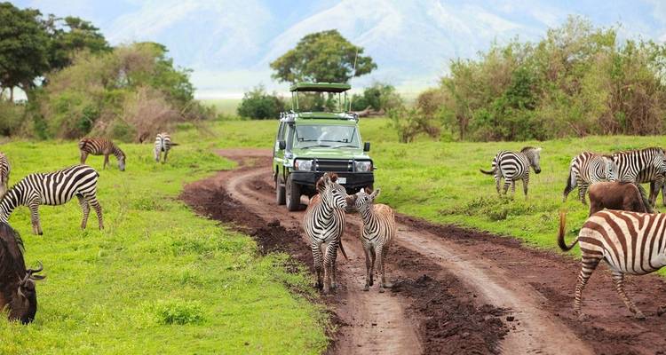Safari vehicle on a dirt road with zebras around.