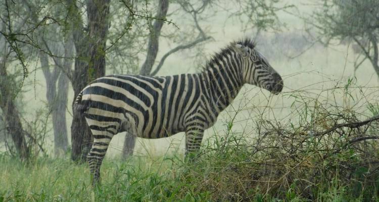 Zebra standing amidst greenery during a rainy day.