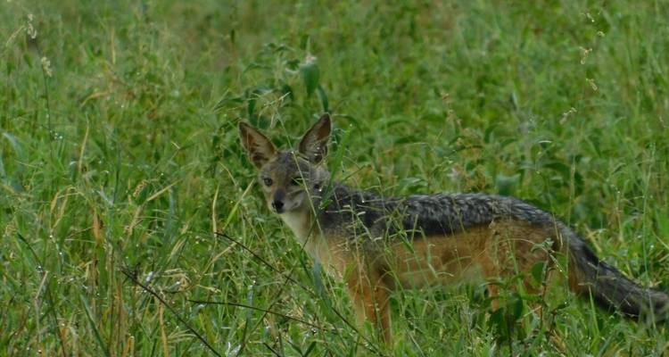A wild canine standing in tall grass.