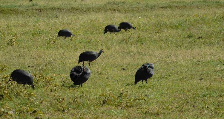 Group of helmeted guinea fowl foraging in a field.