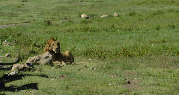 Lion resting against a rock in a grassy field.