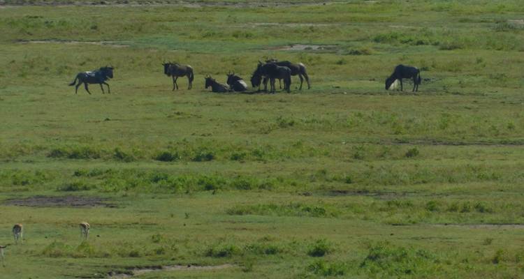 Herd of wildebeests resting on a grassy plain.