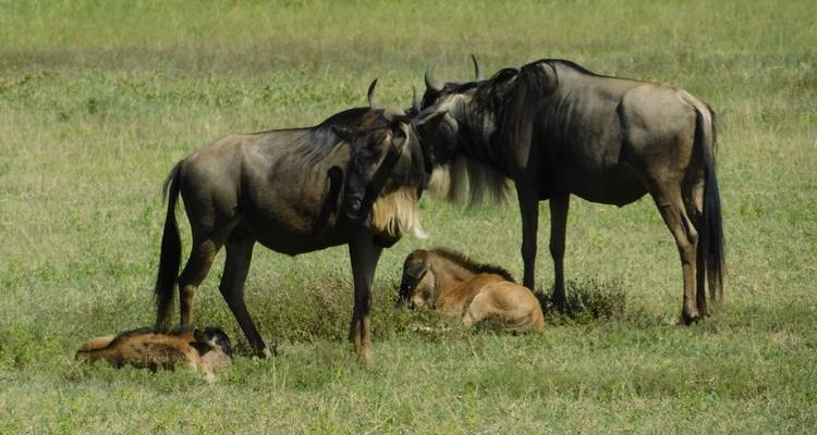 Group of wildebeests grazing in an open field.