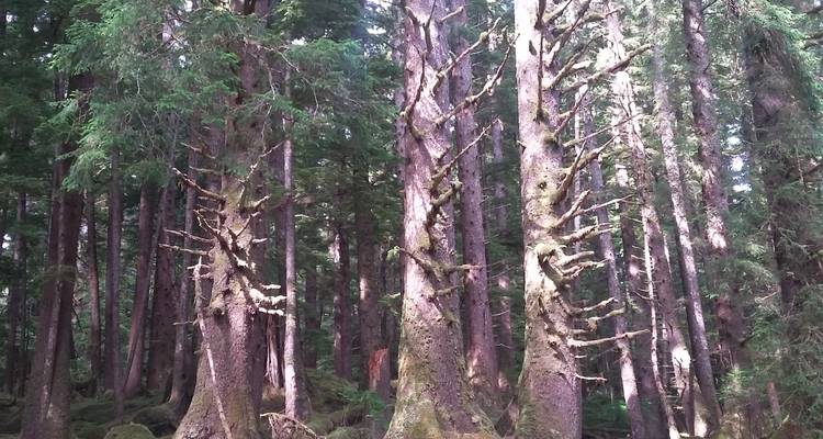 8 Days in Haida Gwaii with Air - Midnight Sun Adventure Travel 4