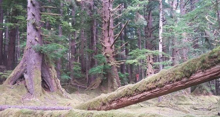 8 Days in Haida Gwaii with Air - Midnight Sun Adventure Travel 3