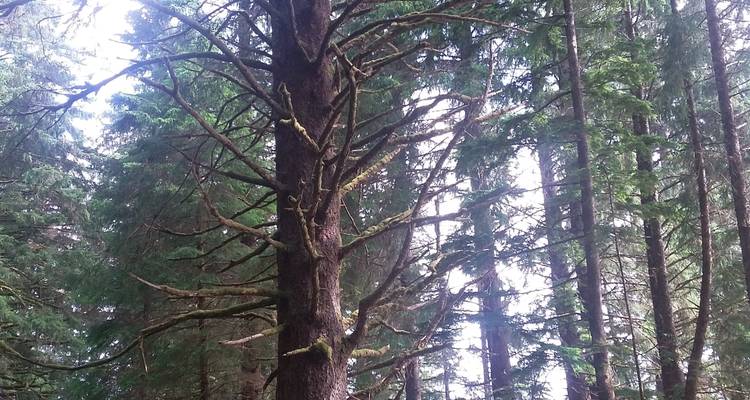 8 Days in Haida Gwaii with Air - Midnight Sun Adventure Travel 2