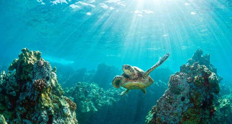 Underwater view of a sea turtle swimming near coral.