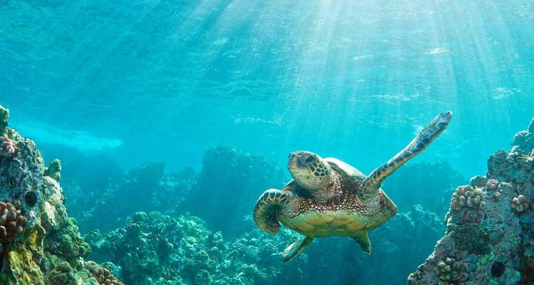 Une tortue marine verte glisse dans les eaux tropicales cristallines au-dessus des récifs coralliens.