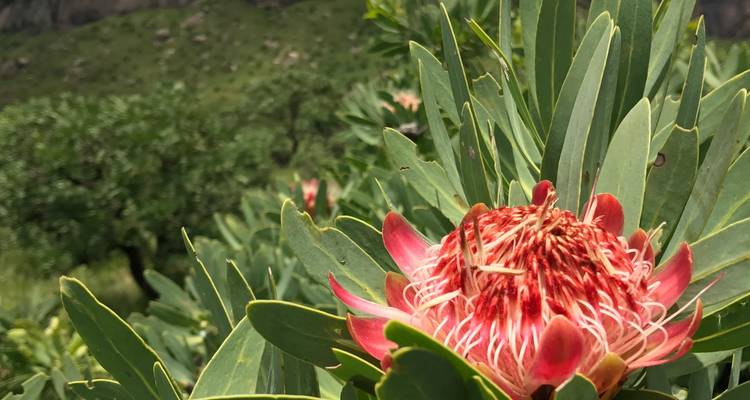 Circuito de aventura por Ciudad del Cabo y la ruta del Jardín - Amatungulu Tour 9