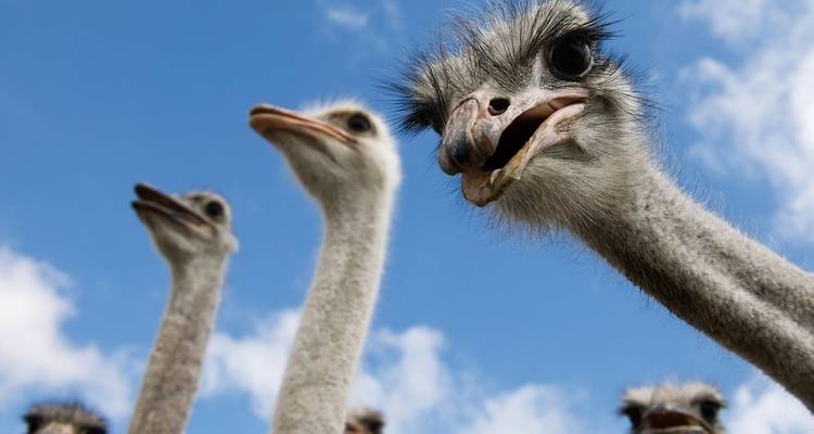 Cape Town to Kruger Park & Lesotho Adventurous Round-trip -"OVERLAND" - Amatungulu Tour 4